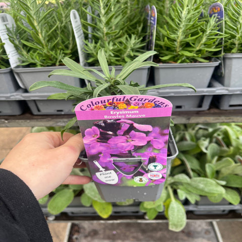 Erysimum 'Bowles Mauve' (Three Sizes Available)
