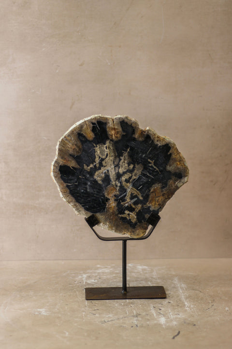 Ausstellung versteinertes Holz – Nr. 6