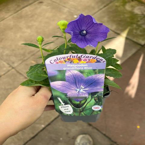 Platycodon grandiflora Astra Blue 9cm