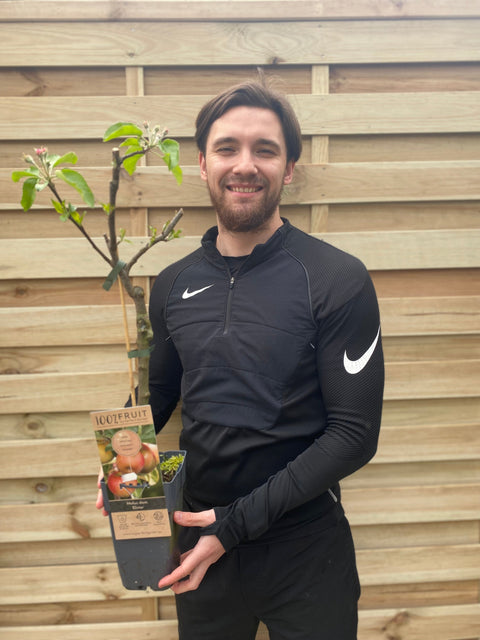 Dwarf/Patio Apple Tree 'Elstar' (Two sizes available)