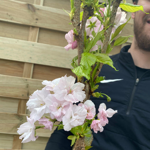 Cerisier ornemental nain à fleurs - Prunus serrulata 'Amanogawa' 70-80 cm