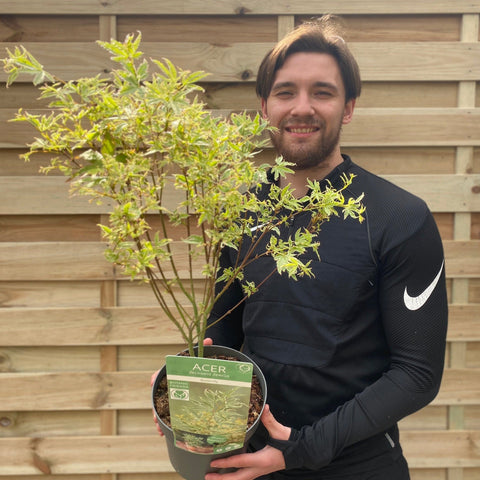 Acer palmatum 'Butterfly' 10,5 cm / 2 l / 3 l