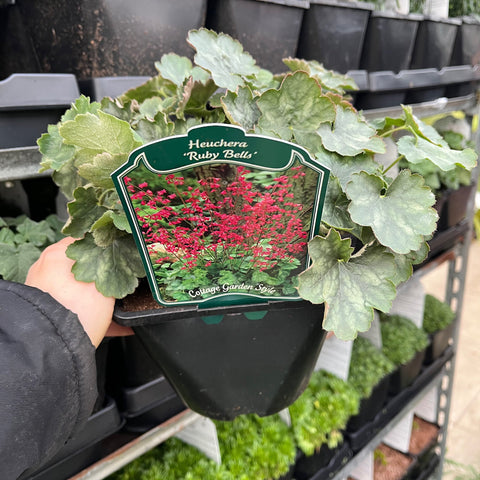 Heuchera 'Ruby Bells' 9cm/2L Anzuchttopf