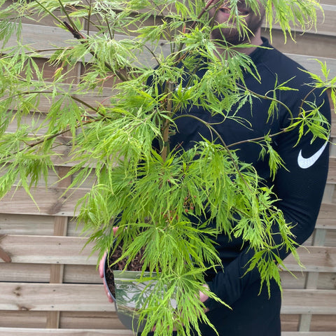 Acer palmatum Dissectum 3L / 10L / 130L