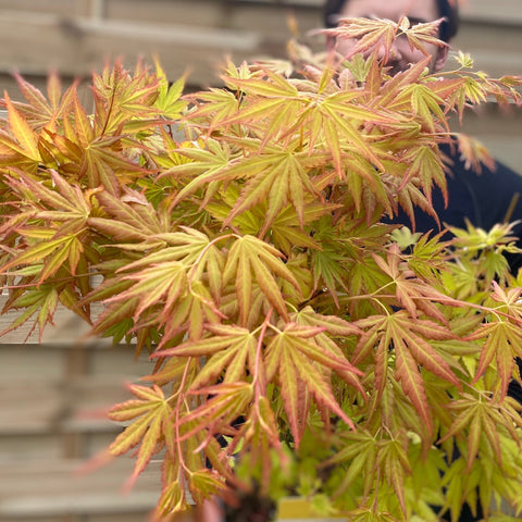 Acer palmatum 'Orange Dream' 10,5 cm / 2 l / 3 l / 10 l