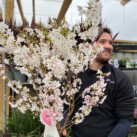 Zierkirschbaum (Nipponica 'Brilliant') 7,5L 1m