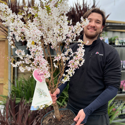 Zierkirschbaum (Nipponica 'Brilliant') 7,5L 1m