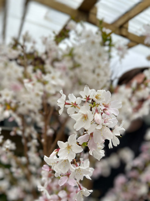 Zierkirschbaum (Nipponica 'Brilliant') 7,5L 1m