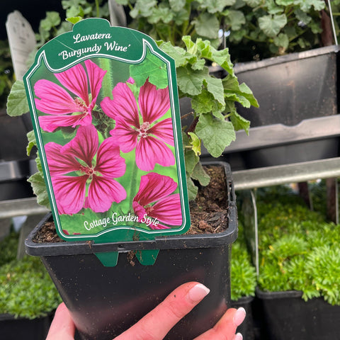 Lavatera 'Burgundy Wine' 2L