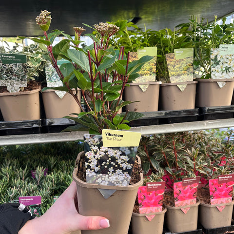 Viburnum tinus Eve Price 1L