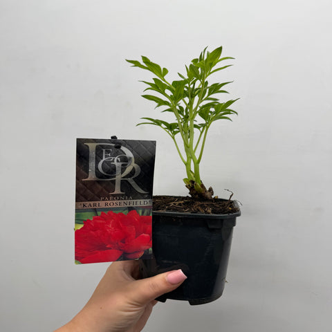 Peony 'Karl Rosenfield' 1L