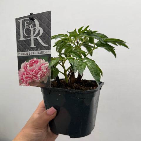 Peony 'Sarah Bernhardt' 1L