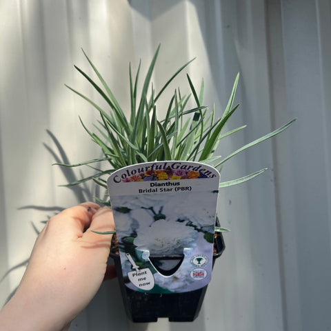Nelke 'Brautstern' im 9-cm-Topf
