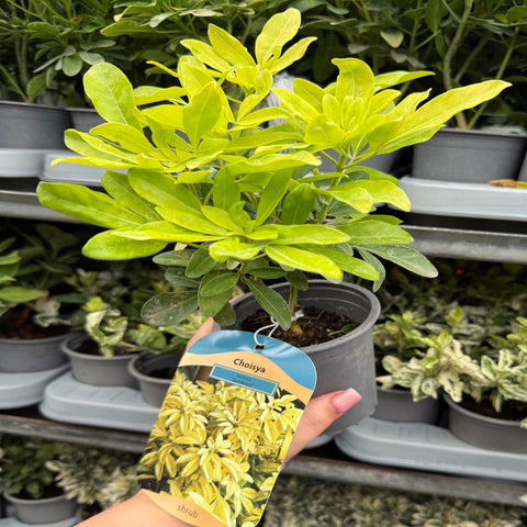 Choisya ternata Sundance - Brica/Lich 9cm-5L