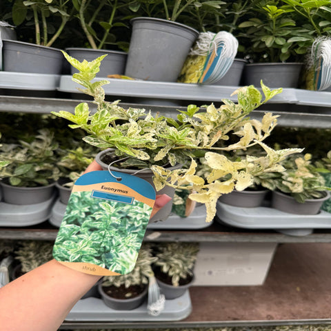Euonymus Fortunei 'Harlequin' 9cm / 1,5L / 2L