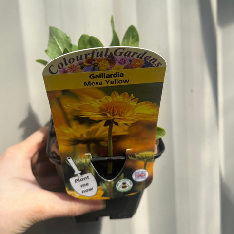 Gaillardia 'Mesa Yellow' 9cm / 2L