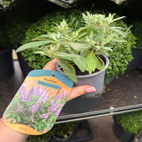 Buddleja 'Butterfly Candy Little Lila' 9 cm/1 l/3 l