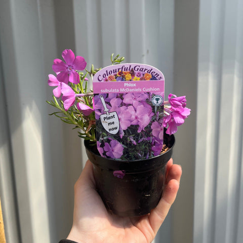 Phlox subulata 'McDaniels Cushion' 9cm/1.5L