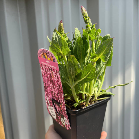 Mischung aus 3 Salvia-Sorten (3 x 9 cm Töpfe)