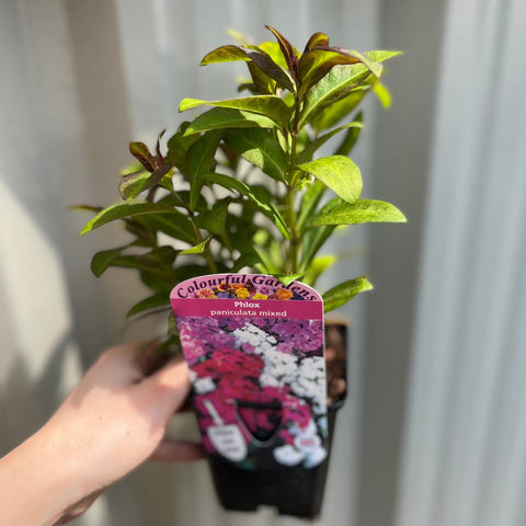 Phlox paniculata Mixed 9cm