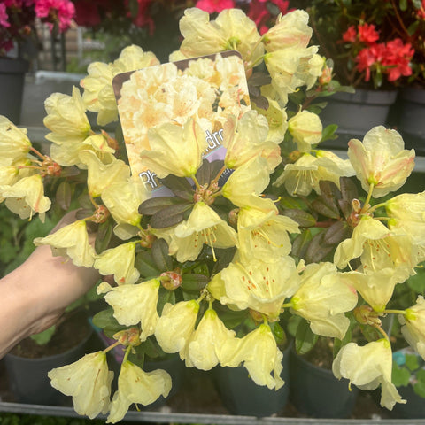 Zwerg-Rhododendron 'Wren' 1L