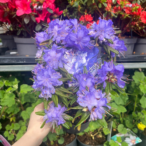 Zwerg-Rhododendron 'Purple Pillow' 1L