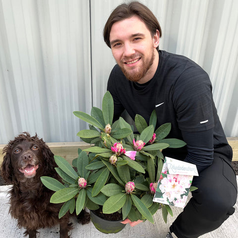 Rhododendron 'Christmas Cheer' 5L | Flowers Late Winter/Early Spring
