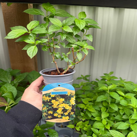 Hypericum Hidcote 9 cm / 3,5 l