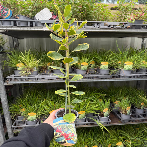 Ilex x altaclarensis 'Golden King' | Bunte Stechpalme 9 cm / 2 l