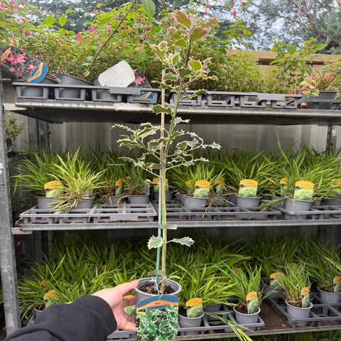 Ilex 'Argentea Marginata' Holly 9cm / 2L