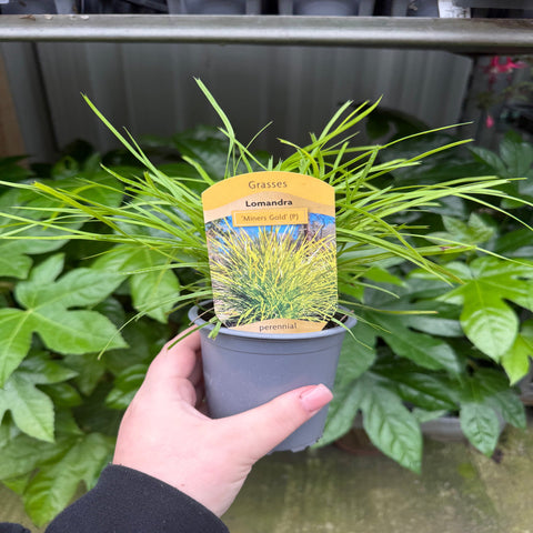 Lomandra longifolia 'Miner's Gold' 9 cm