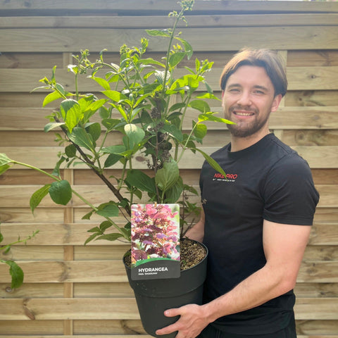 Hydrangea paniculata 'Dharuma' 9.5L