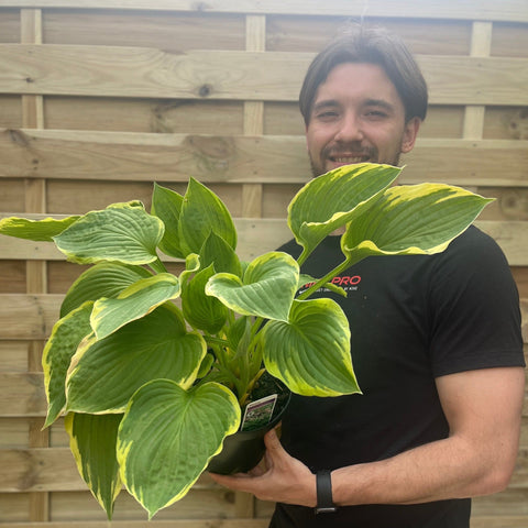 Hosta 'Aureomarginata' 2L