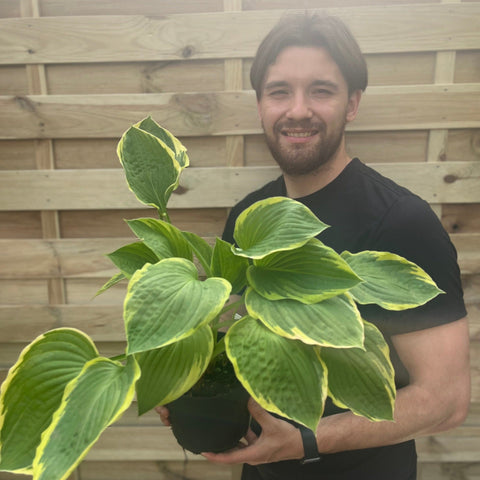 Hosta 'Aureomarginata' 2L