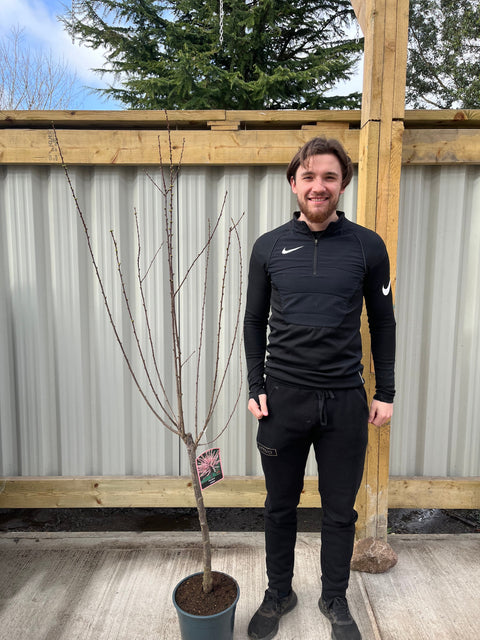 Prunus triloba | Gefüllter Kirsch-Mandelblütenbaum