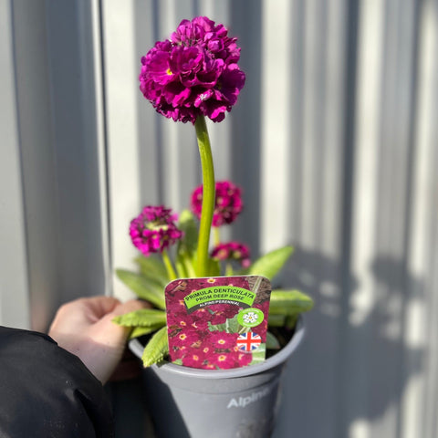 Primula Denticulata Lilac 9cm