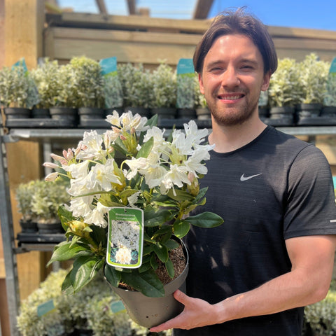 Rhododendron 'Cunninghams White' 2L / 3L