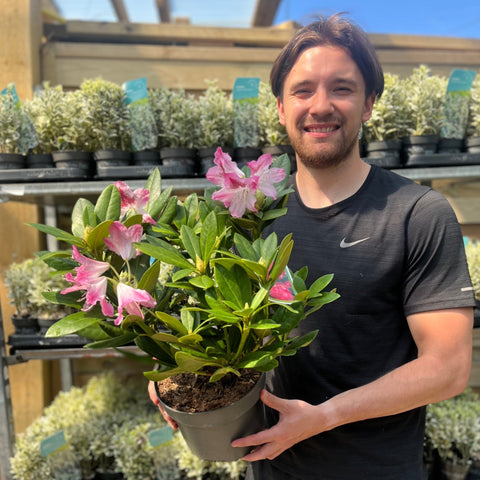 Rhododendron 'Cosmopolitan' 3L