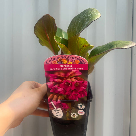 Bergenia cordifolia 'Shoeshine Rose' (Elephant's Ears) 9cm Pot