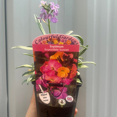 Erysimum 'Erysistible Sunset' 9cm