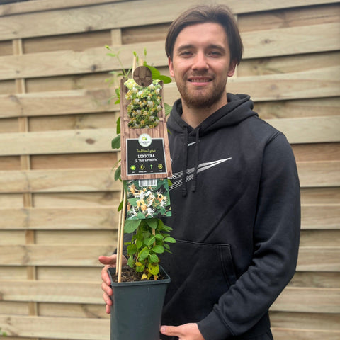 Geißblatt 'Hall's Prolific' | Japanisches Geißblatt (Lonicera japonica) 70 cm