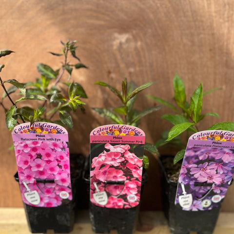 3 x Phlox, geliefert in 9-cm-Anzuchttöpfen
