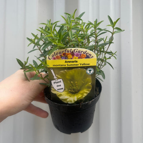 Arenaria montana Sommergelb 9cm