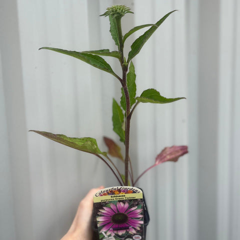 Echinacea purpurea 'Green Twister' 9 cm
