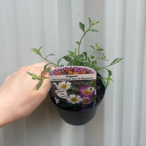 Erigeron karvinskianus 'Blütenmeer' 9cm