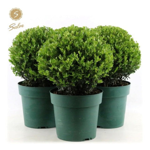 Ilex crenata 'Jenny' Ball 4L