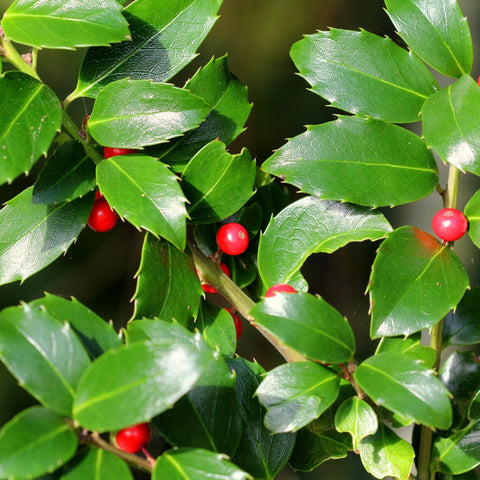 Standard Holly Tree | Ilex meserveae 'Blue Maid' | 50-60cm, 80-90cm