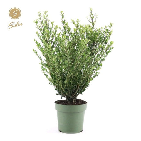 Ilex crenata 'Jenny' 4L (70-80 cm inkl. Anzuchttopf)