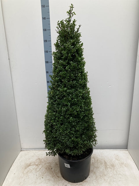 2 x Ilex 'Dunkelgrün' Zapfen 20L 140-150cm inkl. Topf 