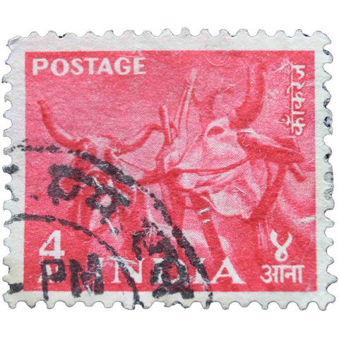 India 1955 4 Indian Anna Used Postage Stamp Zebu (Bos primigenius indicus) Heads
